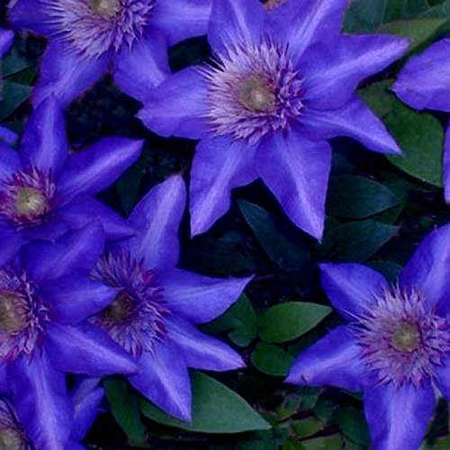 Gardenersdream - Clématite bleu-violet grande plante grimpante florifère rustique en pot - GardenersDream - Image 4