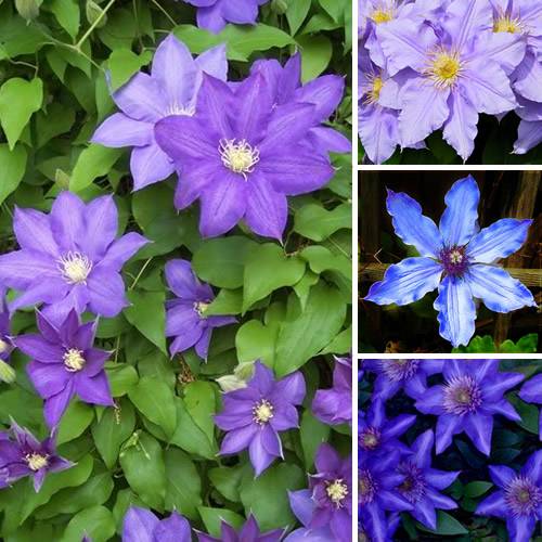 Gardenersdream - Clématite bleu-violet grande plante grimpante florifère rustique en pot - GardenersDream - Image 1