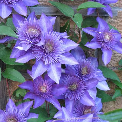 Gardenersdream - Clématite bleu-violet grande plante grimpante florifère rustique en pot - GardenersDream - Image 3