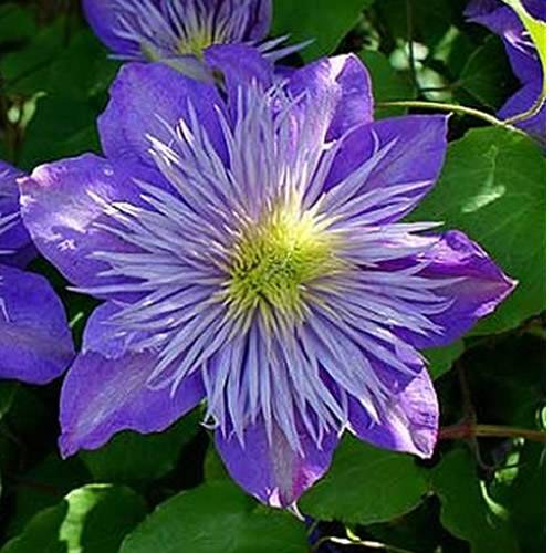 Gardenersdream - Clématite bleu-violet grande plante grimpante florifère rustique en pot - GardenersDream - Image 5