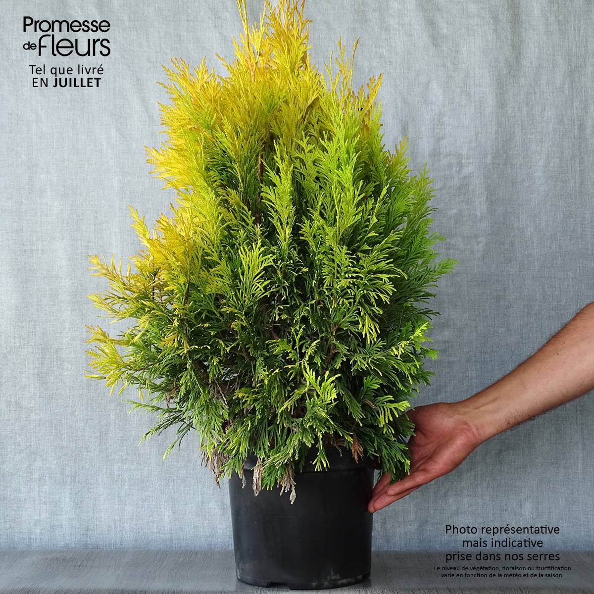 Thuya géant - Thuja plicata 4 Ever Goldy Pot de 6L/7L - Image 2