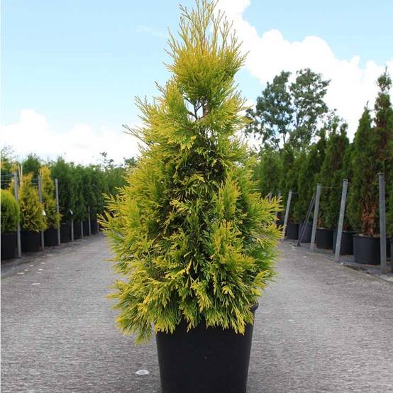 Thuya géant - Thuja plicata 4 Ever Goldy Pot de 6L/7L - Image 1