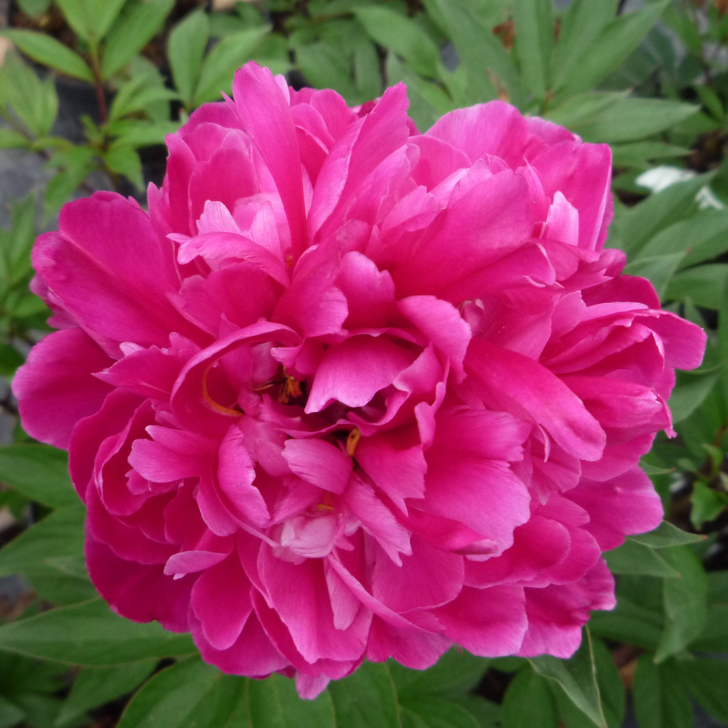 Promesse de Fleurs - Pivoine lactiflora Karl Rosenfield Pot de 3L/4L