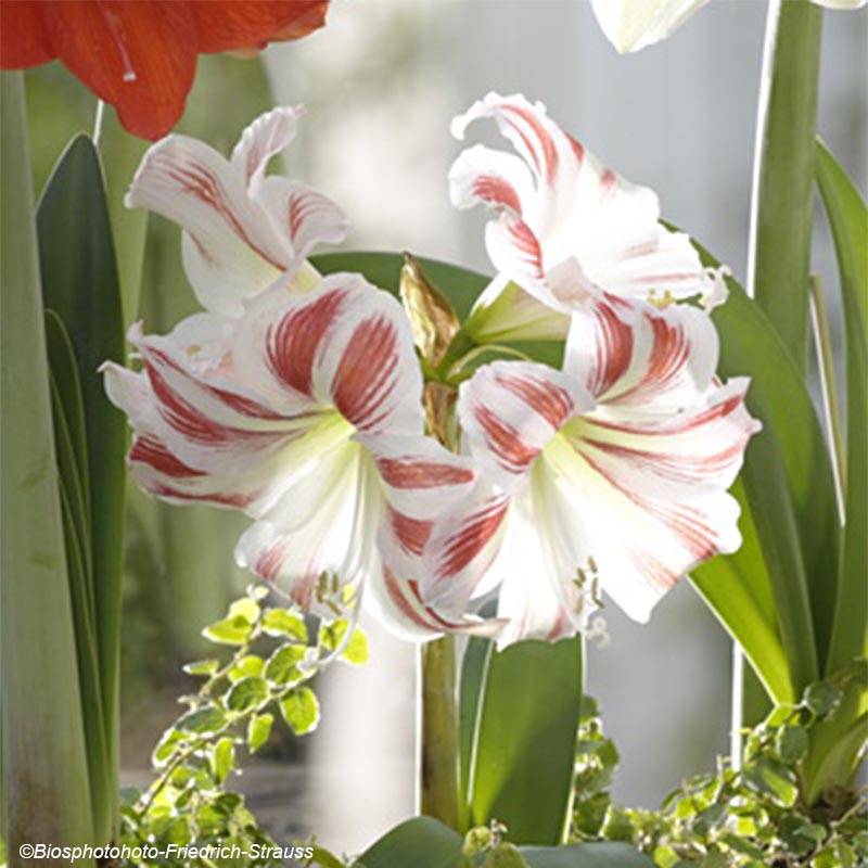 Promesse de Fleurs - Amaryllis Flaming Striped Bulbe calibre 40+