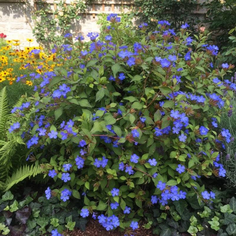 Dentelaire griffithii, Ceratostigma à fleurs Bleue/ - feuillage Persistant - Godet - 5/20 cm