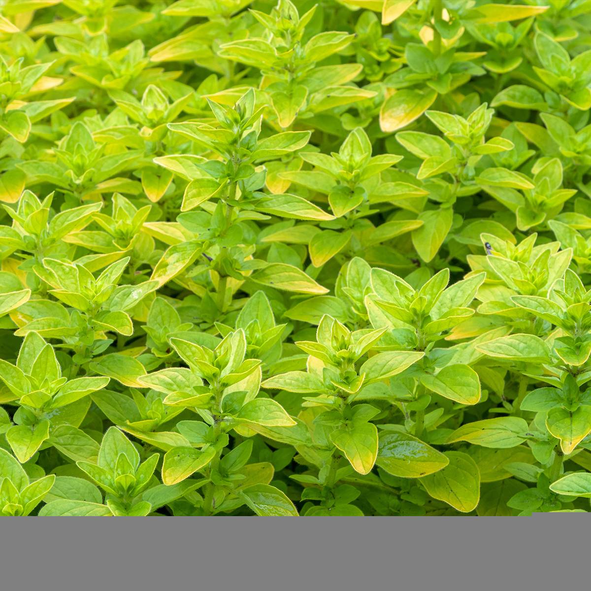 Origanum vulgare Thumbles Variety - Origan commun doré Godet de 8/9 cm