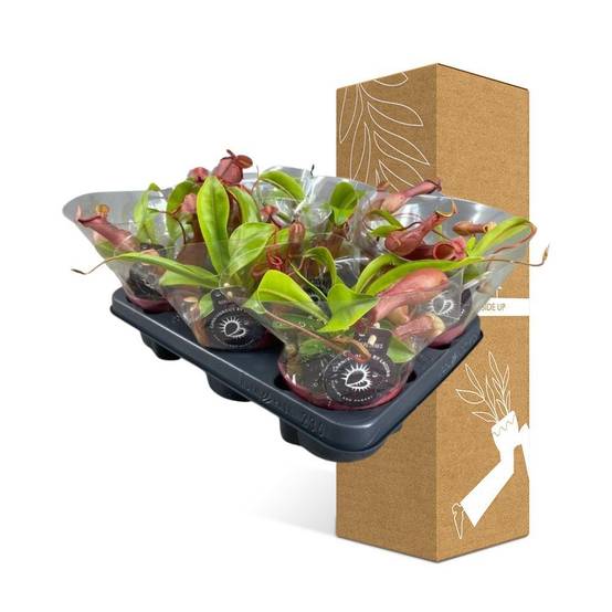 Nepenthes Alata 17cm - Plante d'intérieur- La Green Touch - Image 3