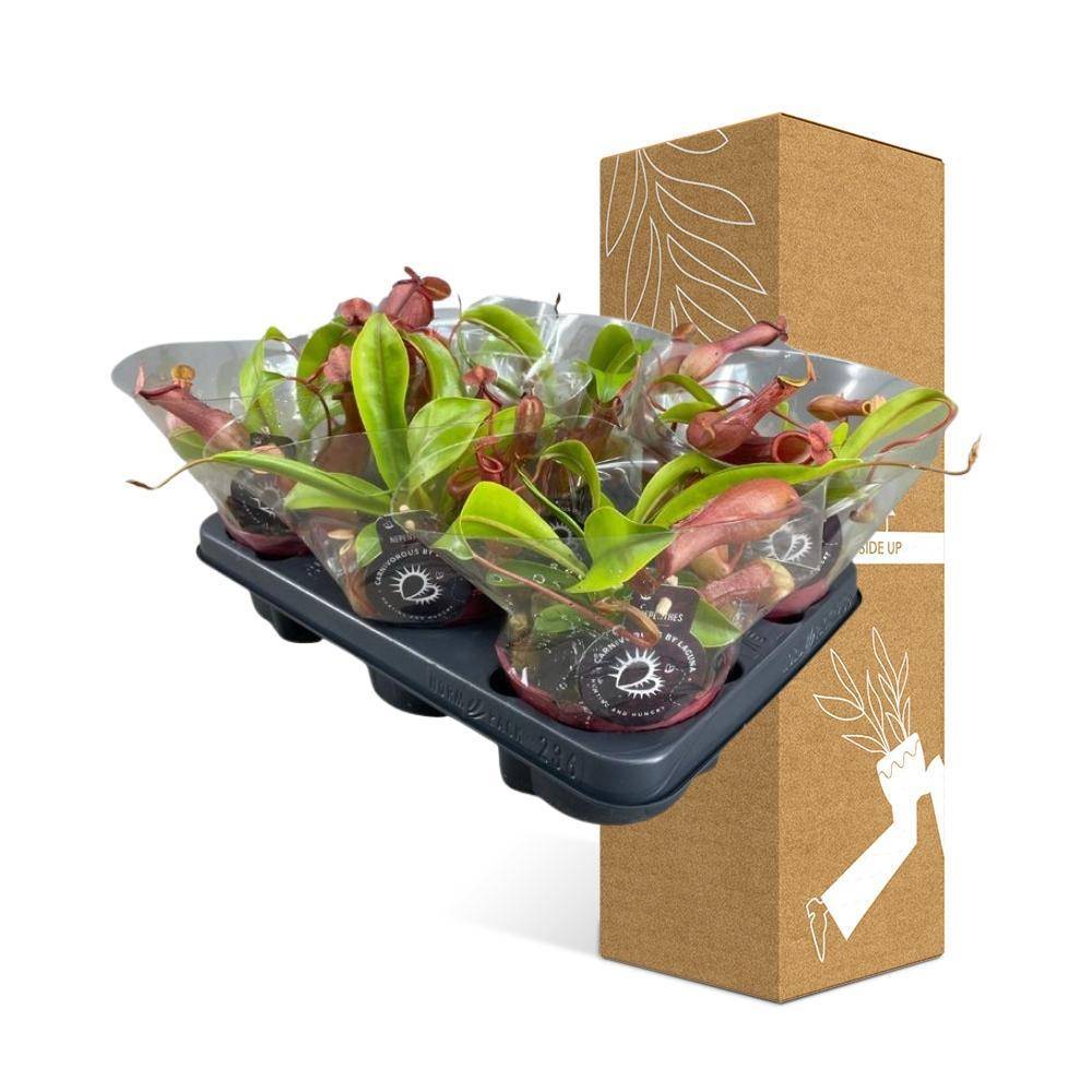 Nepenthes Alata 17cm - Plante d'intérieur- La Green Touch - Image 3