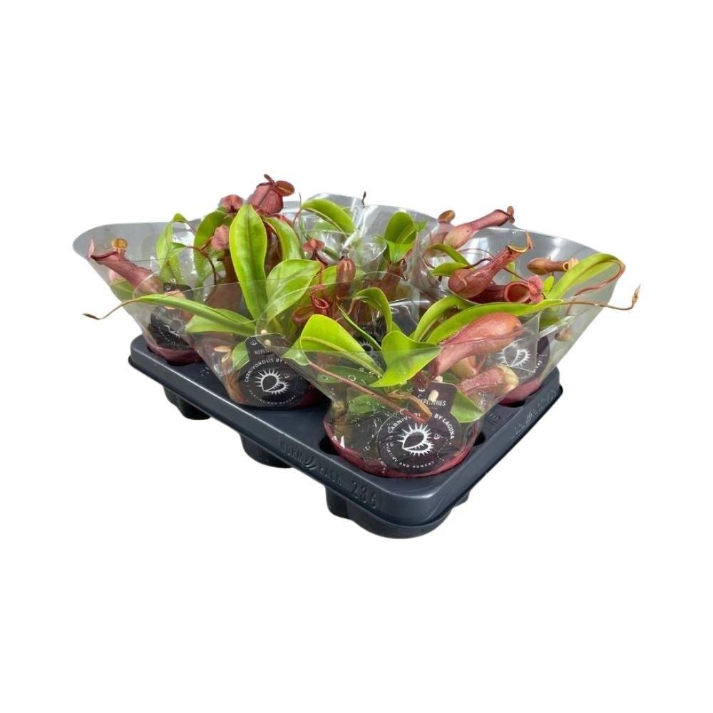 Nepenthes Alata 17cm - Plante d'intérieur- La Green Touch - Image 1
