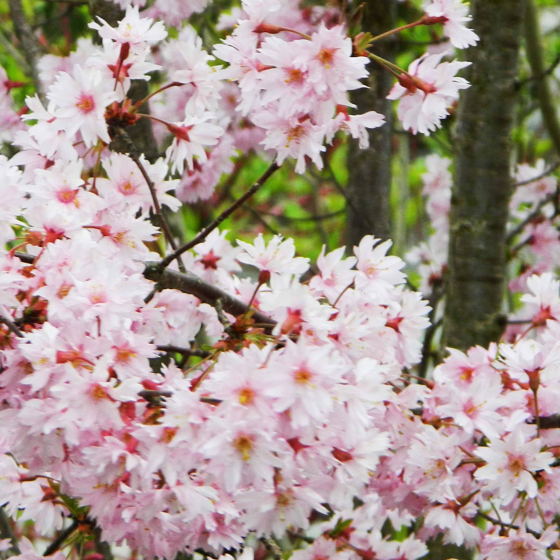 Cerisier à fleurs - Prunus subhirtella Fukubana Pot de 7,5L/10L - Image 1