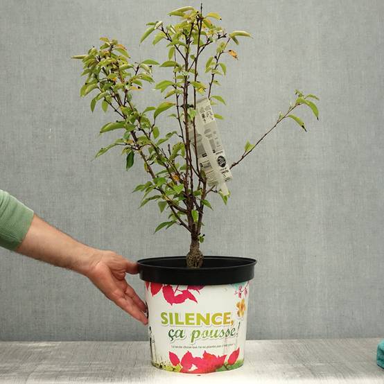 Cerisier à fleurs - Prunus subhirtella Fukubana Pot de 7,5L/10L - Image 2