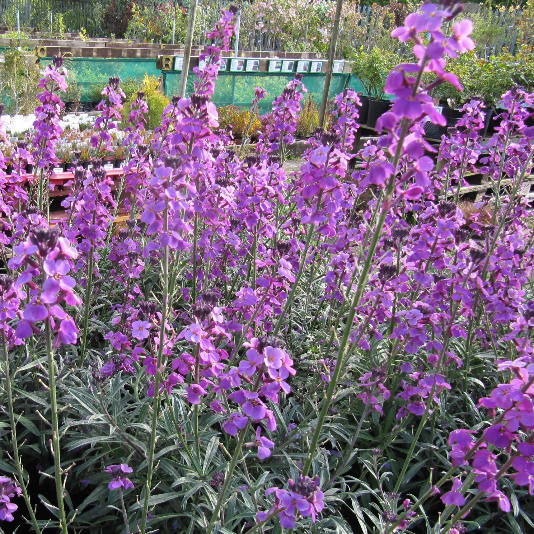 Promesse de Fleurs - Giroflée arbustive - Erysimum Bowles Mauve Pot de 2L/3L
