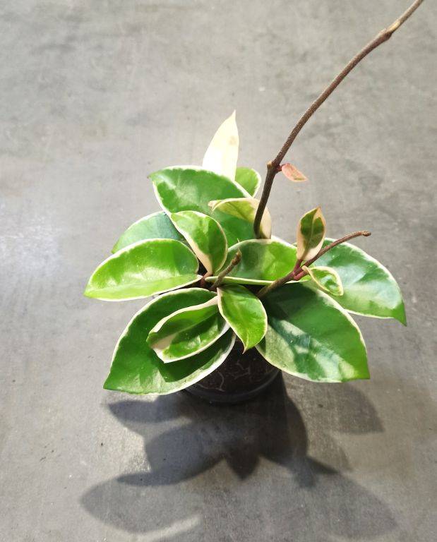 Hoya Carnosa Krimson Queen Small D. 6cm H. 12cm - Plante d'intérieur - IndoorPoppies - Image 1