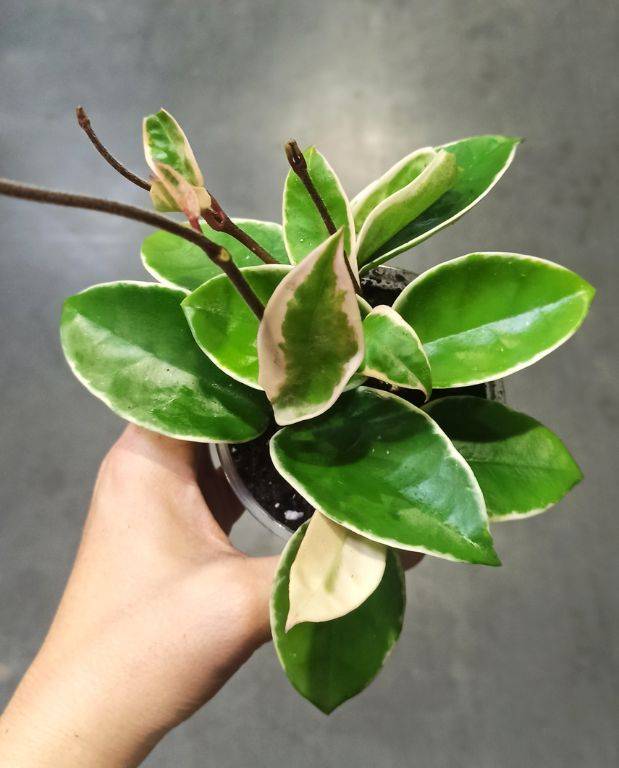 Hoya Carnosa Krimson Queen Small D. 6cm H. 12cm - Plante d'intérieur - IndoorPoppies - Image 4
