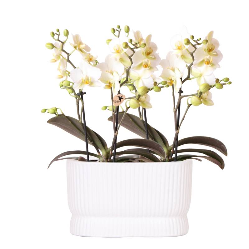 Set D'orchidées Blanches Diabolo Twin Blanc - H35cm - Image 1