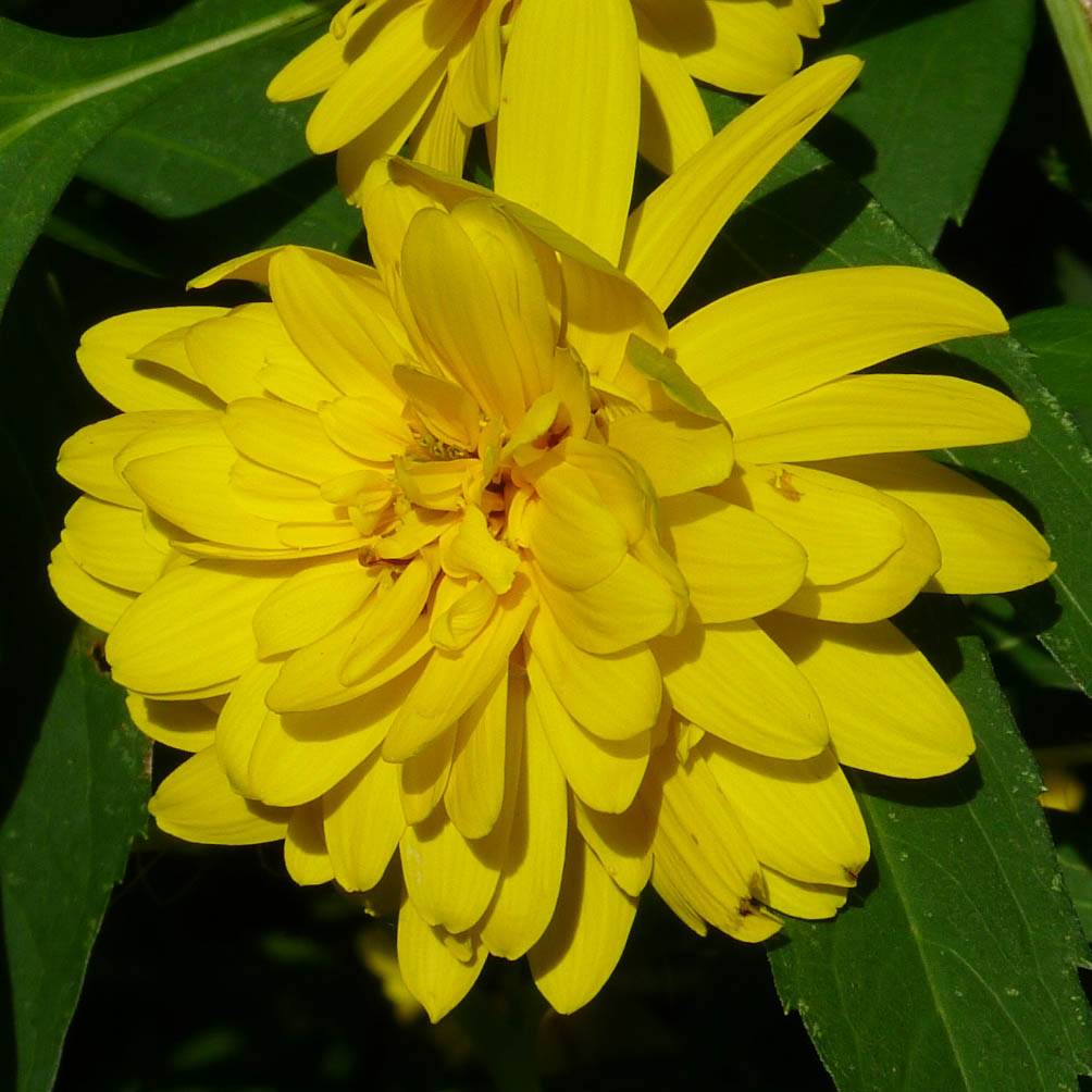 Rudbeckia laciniata Goldquelle Pot de 2L/3L