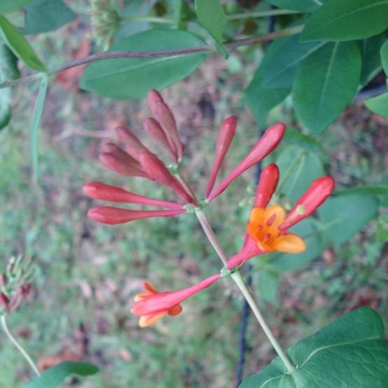 Chèvrefeuille grimpant Dropmore Scarlet - Lonicera (x) brownii Pot de 2L/3L