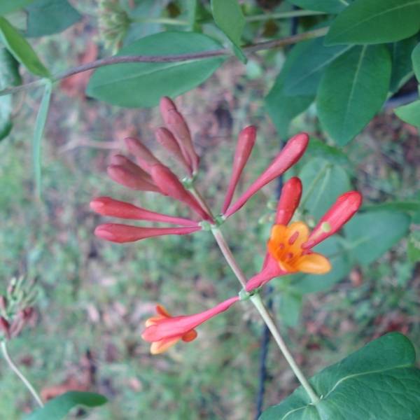 Chèvrefeuille grimpant Dropmore Scarlet - Lonicera (x) brownii Pot de 2L/3L