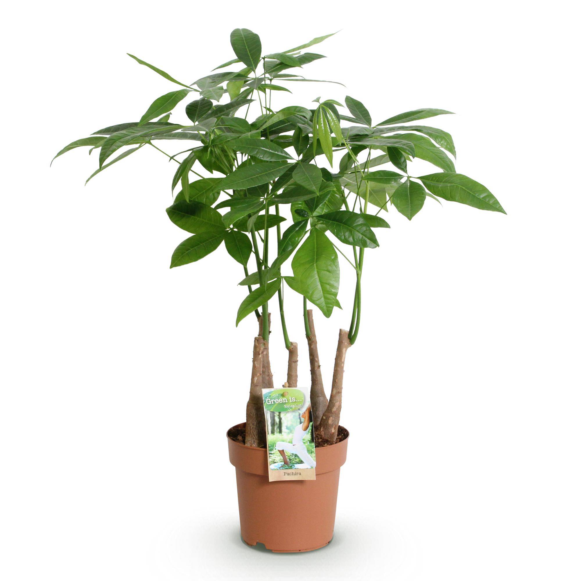 Pachira Aquatica plusieurs pieds - Arbre à argent - Pot de 17cm - Hauteur 50-55cm - 1 plante - Sans cache-pot - Plantes d'intérieur - Image 2