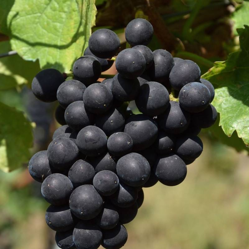 Vigne Autumn Royal, Vigne de table - Pot de 3L - Echelle bambou 60/120 cm - Image 1