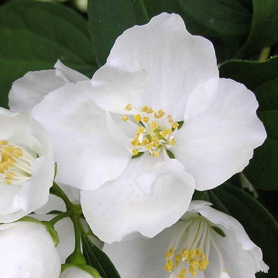 Promesse de Fleurs - Philadelphus Bouquet Blanc - Seringat Pot de 7,5L/10L - Image 1