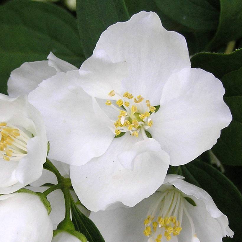 Promesse de Fleurs - Philadelphus Bouquet Blanc - Seringat Pot de 7,5L/10L - Image 1