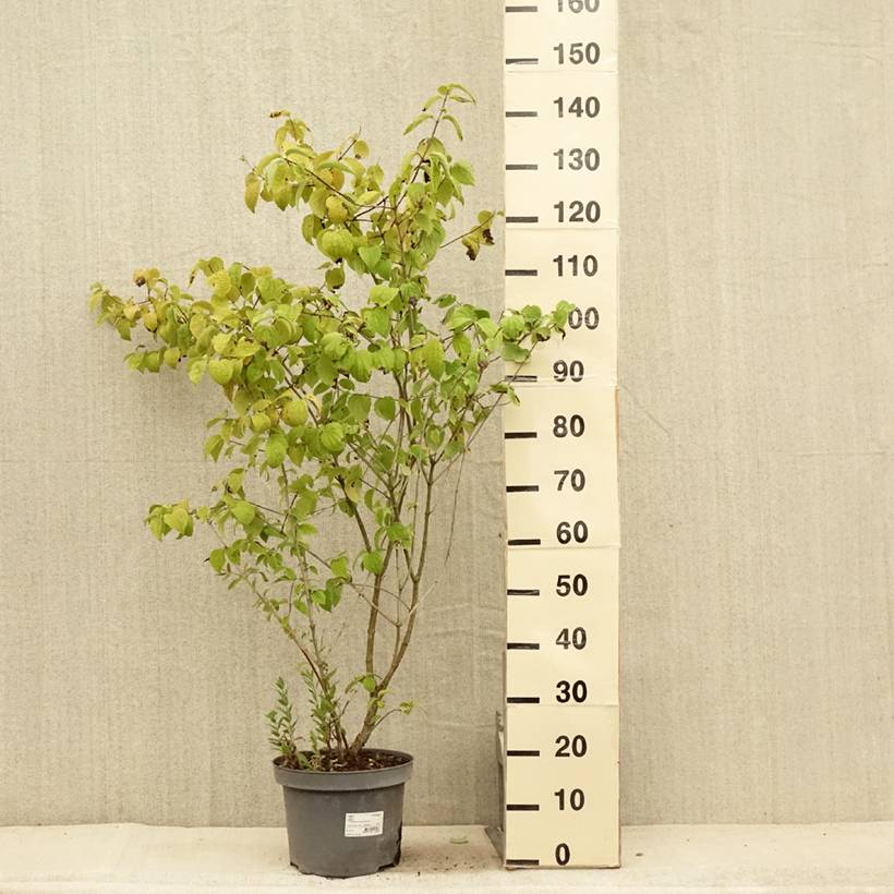 Promesse de Fleurs - Philadelphus Bouquet Blanc - Seringat Pot de 7,5L/10L - Image 2