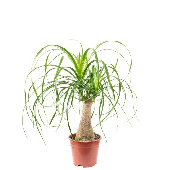 Pied d'éléphant 1 tronc - plante d'intérieur facile d'entretien, Beaucarnea - hauteur env. 40 cm, pot-Ø 14 cm - Image 1