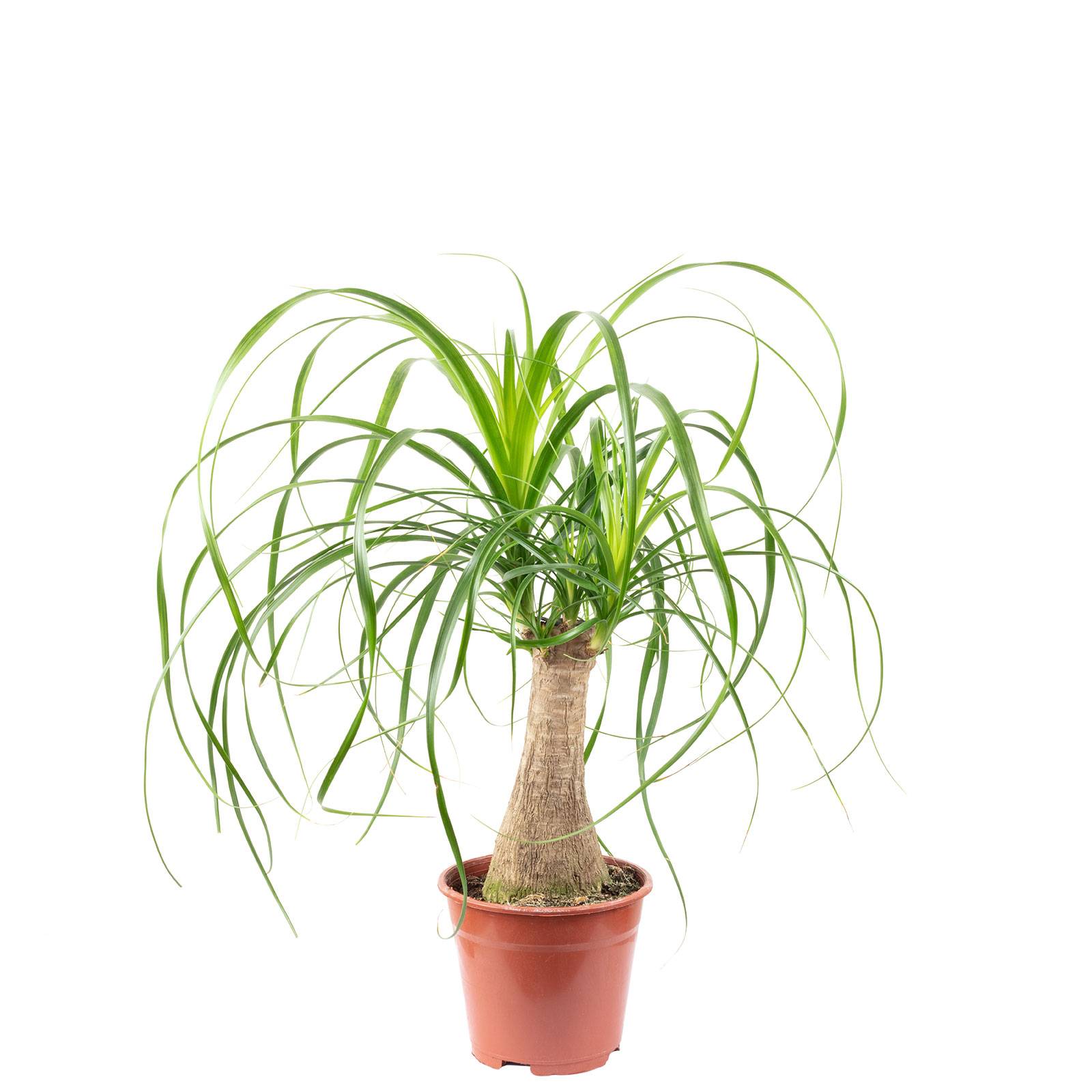 Pied d'éléphant 1 tronc - plante d'intérieur facile d'entretien, Beaucarnea - hauteur env. 40 cm, pot-Ø 14 cm - Image 1
