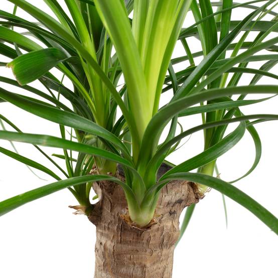 Pied d'éléphant 1 tronc - plante d'intérieur facile d'entretien, Beaucarnea - hauteur env. 40 cm, pot-Ø 14 cm - Image 3