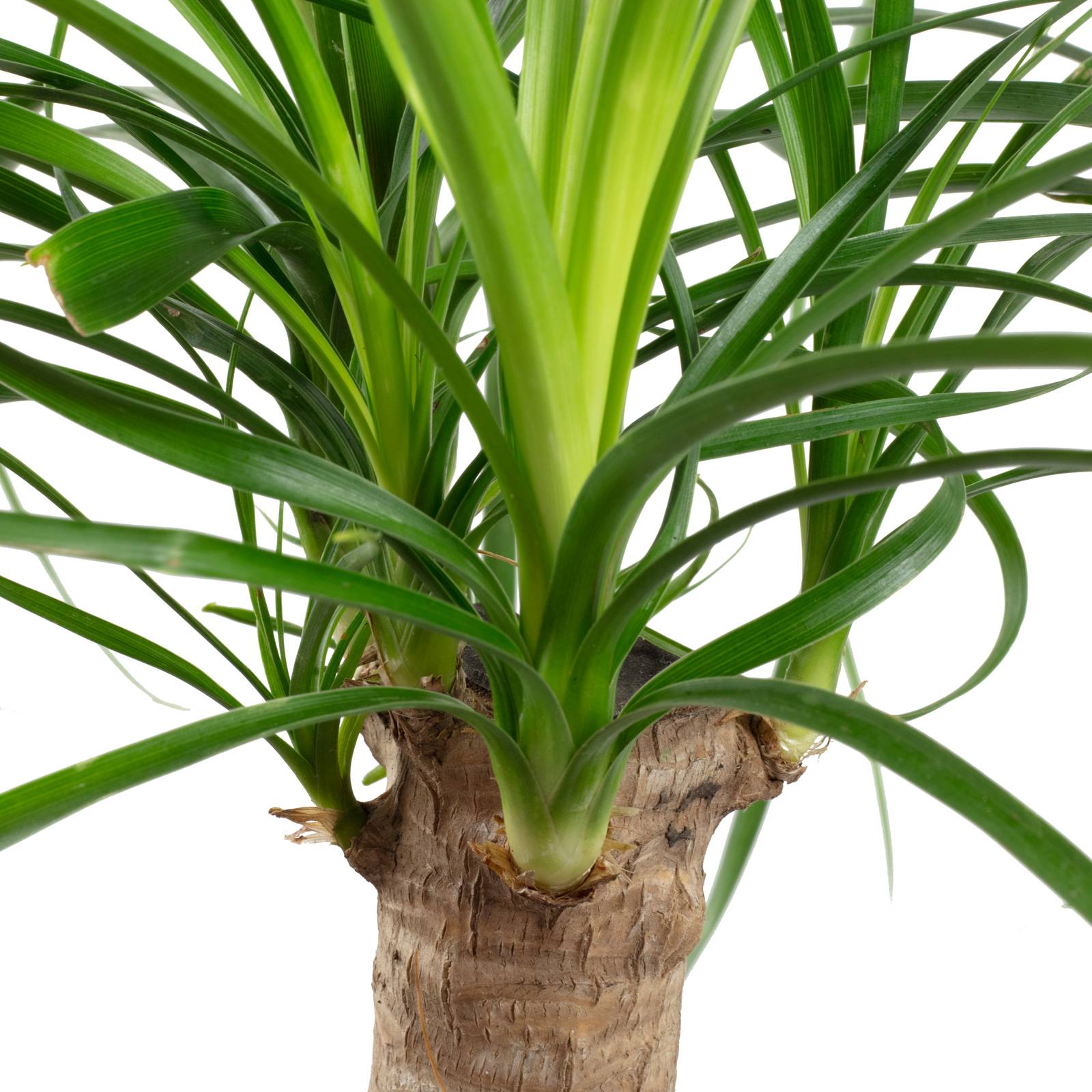 Pied d'éléphant 1 tronc - plante d'intérieur facile d'entretien, Beaucarnea - hauteur env. 40 cm, pot-Ø 14 cm - Image 3