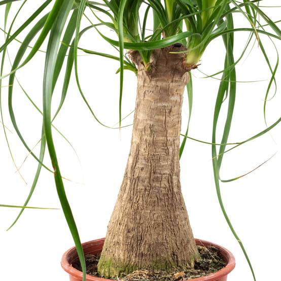 Pied d'éléphant 1 tronc - plante d'intérieur facile d'entretien, Beaucarnea - hauteur env. 40 cm, pot-Ø 14 cm - Image 2