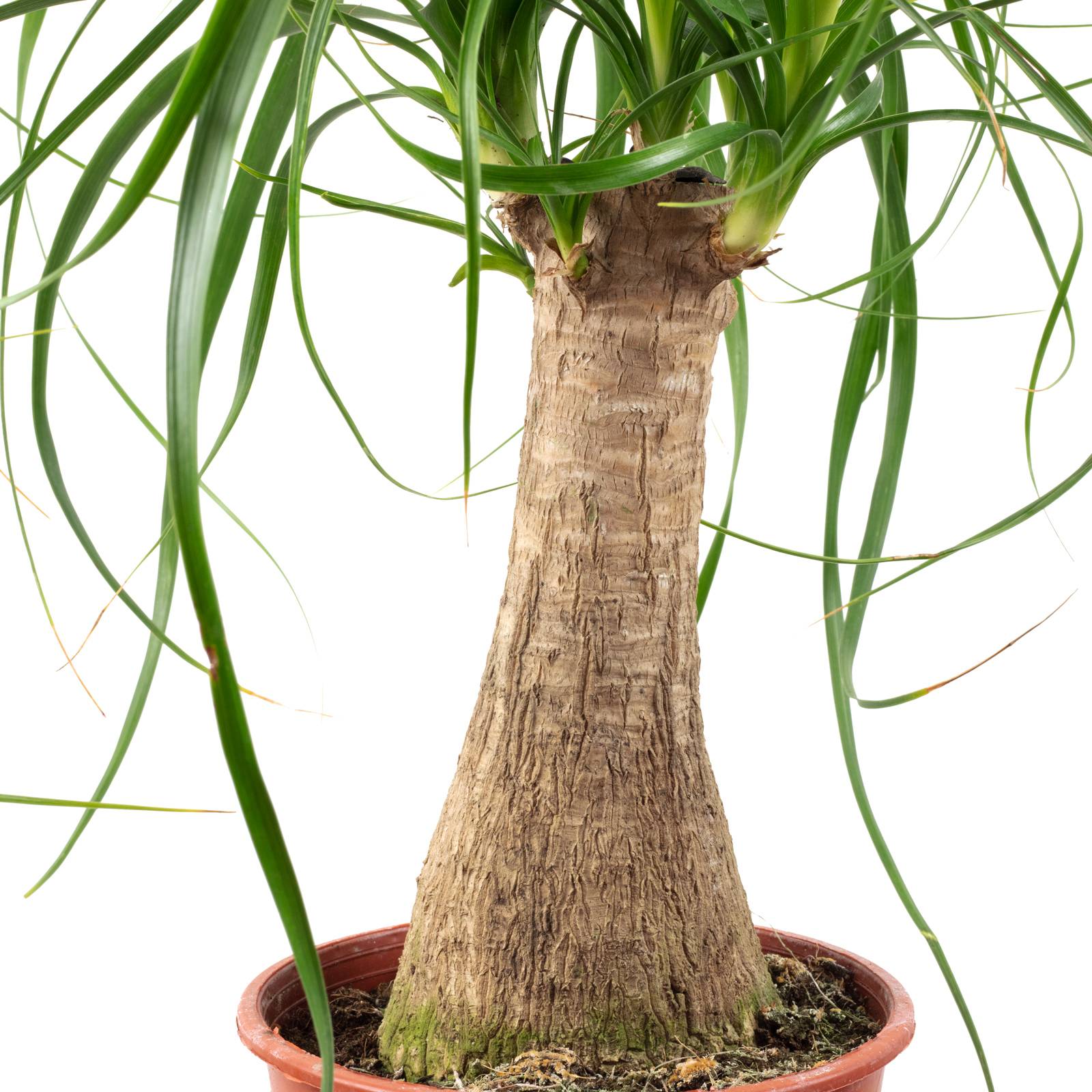Pied d'éléphant 1 tronc - plante d'intérieur facile d'entretien, Beaucarnea - hauteur env. 40 cm, pot-Ø 14 cm - Image 2