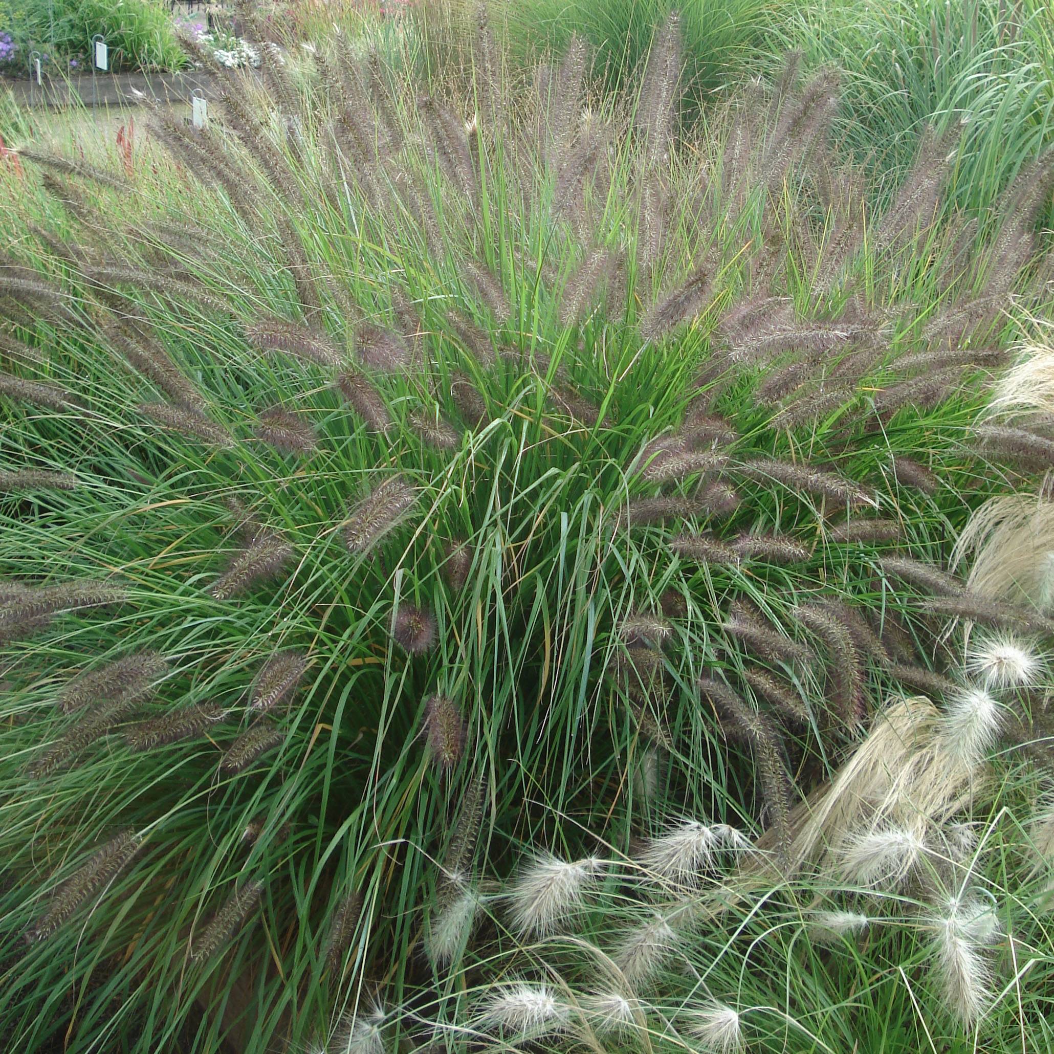 Pennisetum alopecuroïdes f. viridescens - Herbe aux écouvillons Pot de 2L/3L