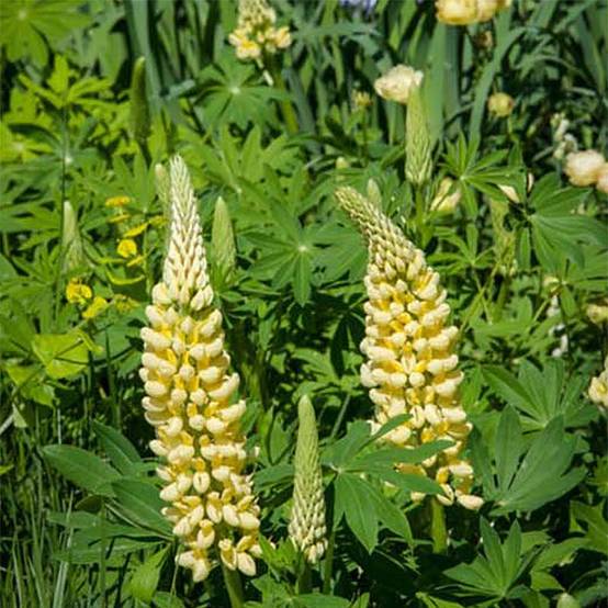 Lupin Le Chandelier jaune Godet de 7/8 cm