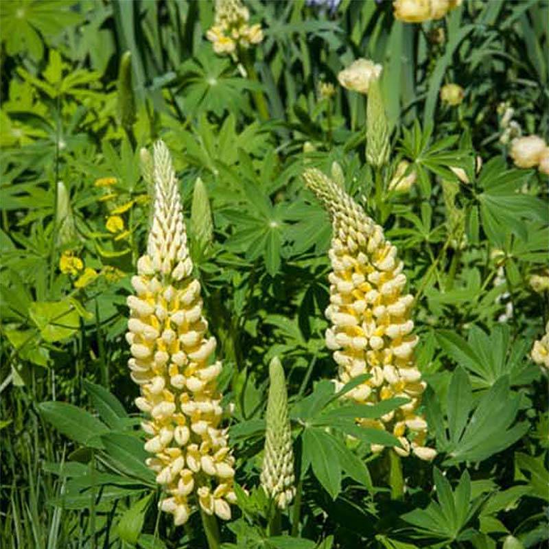 Lupin Le Chandelier jaune Godet de 7/8 cm