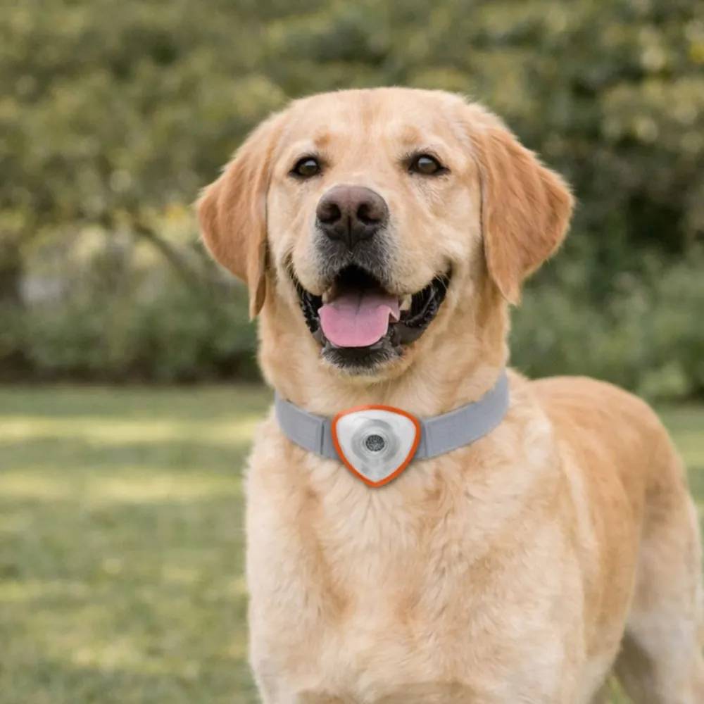 Autre - Répulsif électronique anti tiques et puces pour chien et chats noir - Image 1