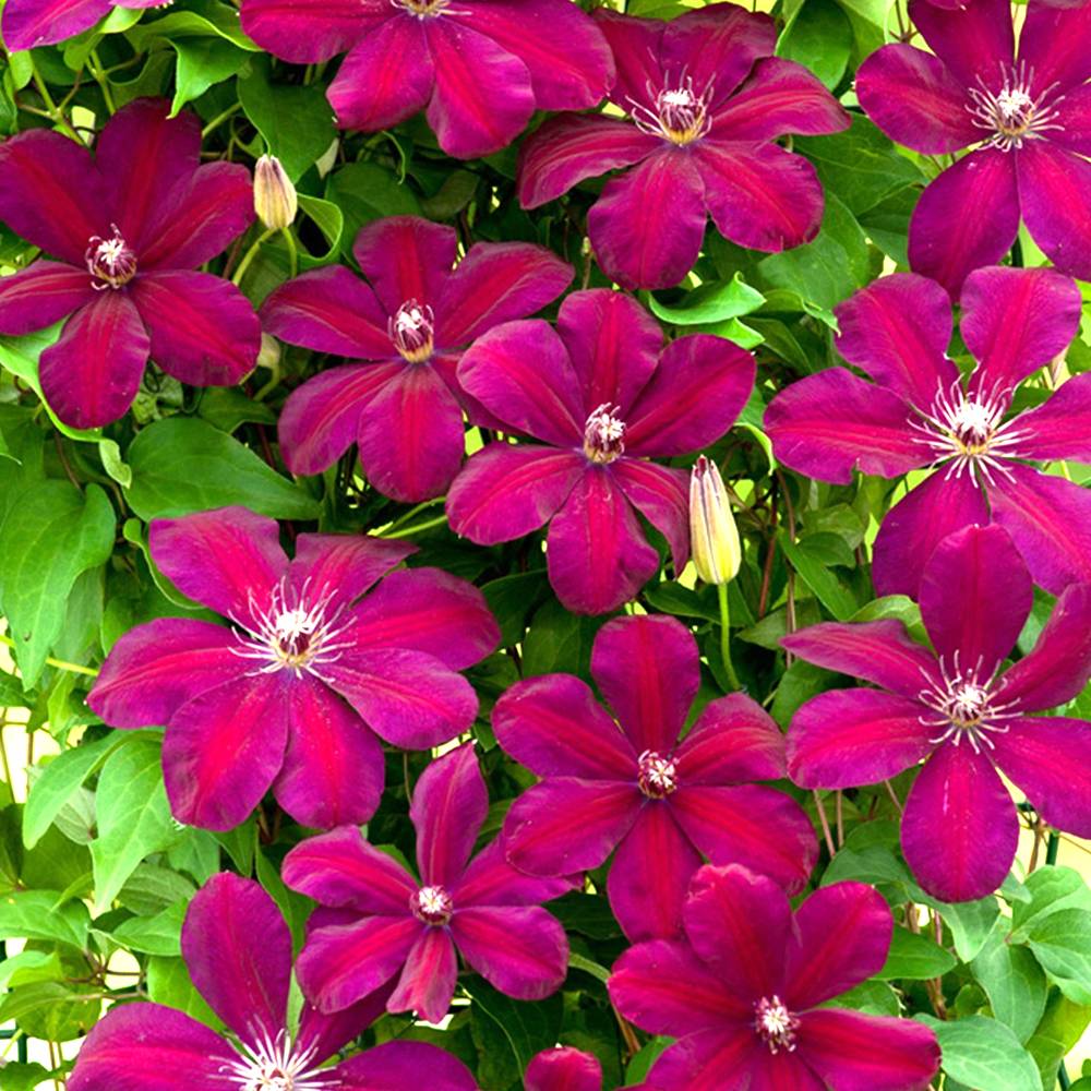 Gardenersdream - Clématite 'Rouge Cardinal' plante grimpante vivace à feuilles caduques pot 9 cm - GardenersDream - Image 1