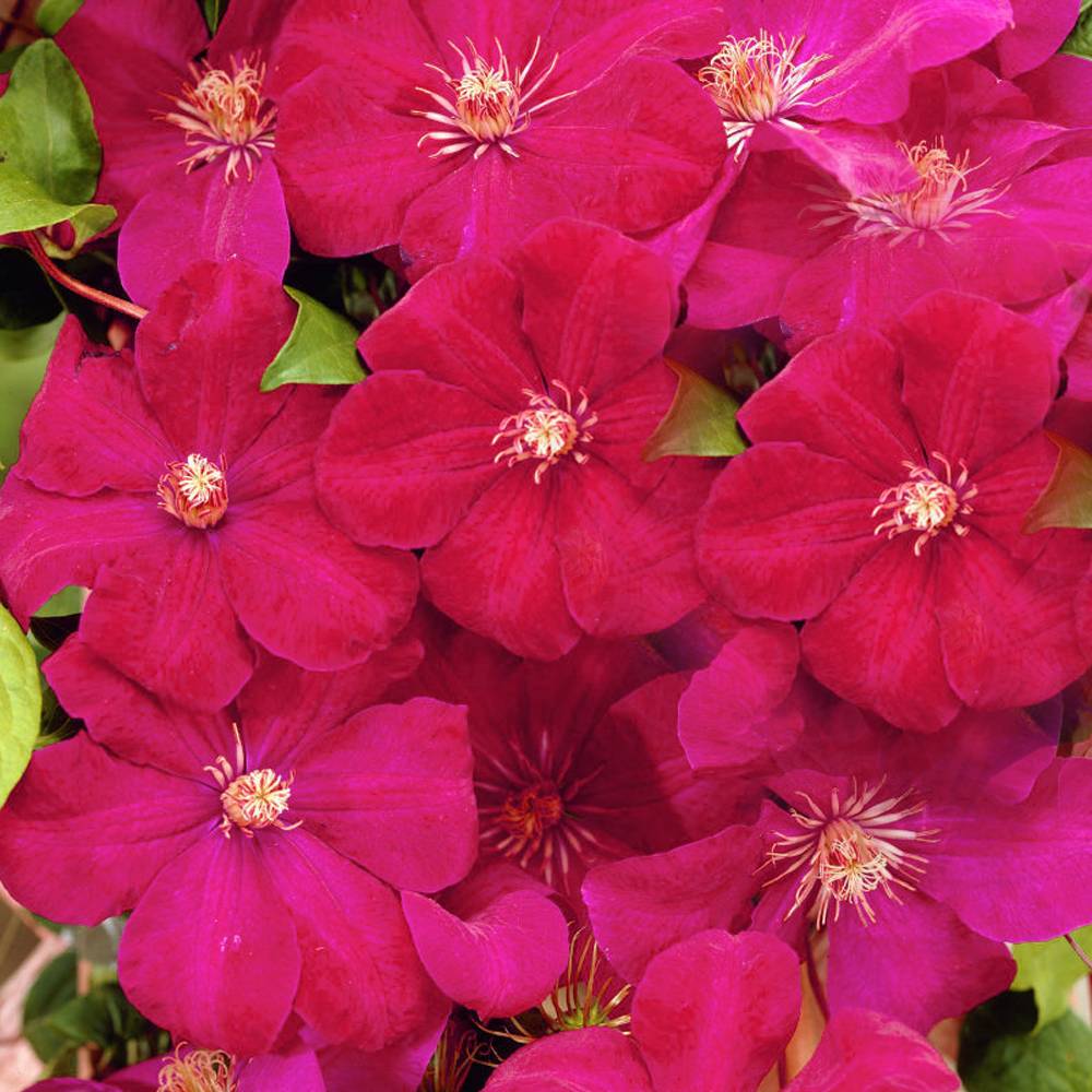 Gardenersdream - Clématite 'Rouge Cardinal' plante grimpante vivace à feuilles caduques pot 9 cm - GardenersDream - Image 4