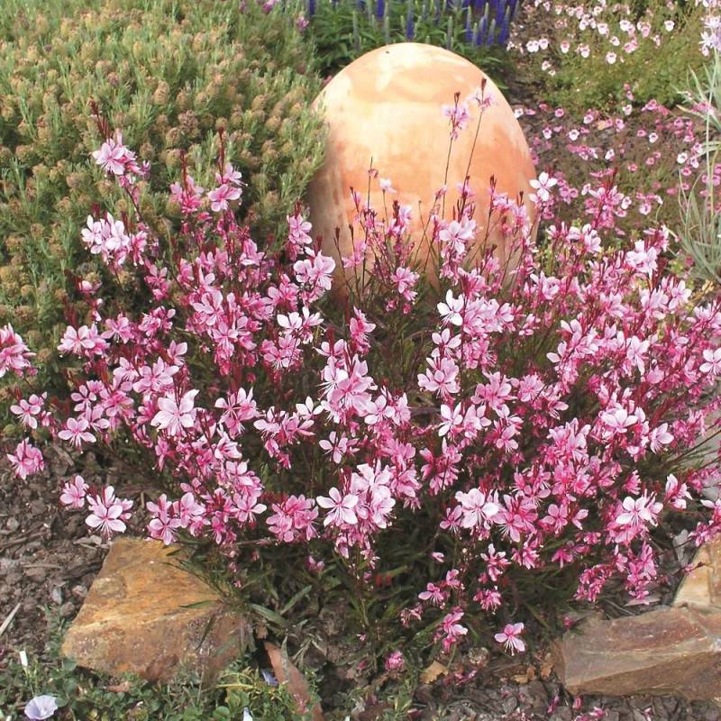 Gaura Passionate Blush à fleurs Rose - feuillage Caduc - Pot de 3L - 40/60 cm-  hauteur à maturité De 0,50 m à 1,00 m - Image 2