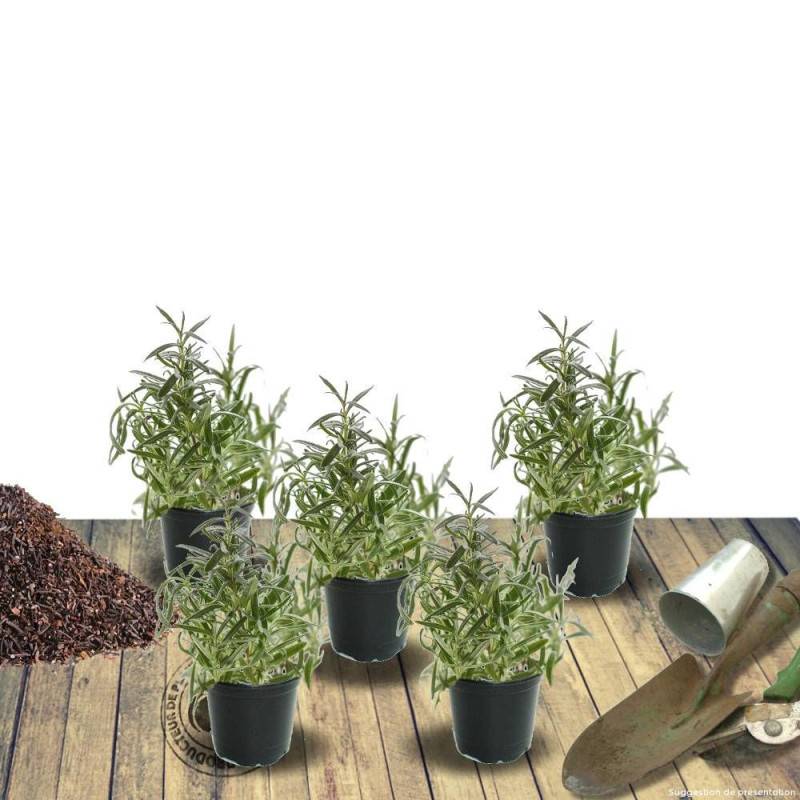 Véronique en épi spicata Barcarolle à fleurs Rose/ - feuillage Persistant - Godet - 5/20 cm - Image 4