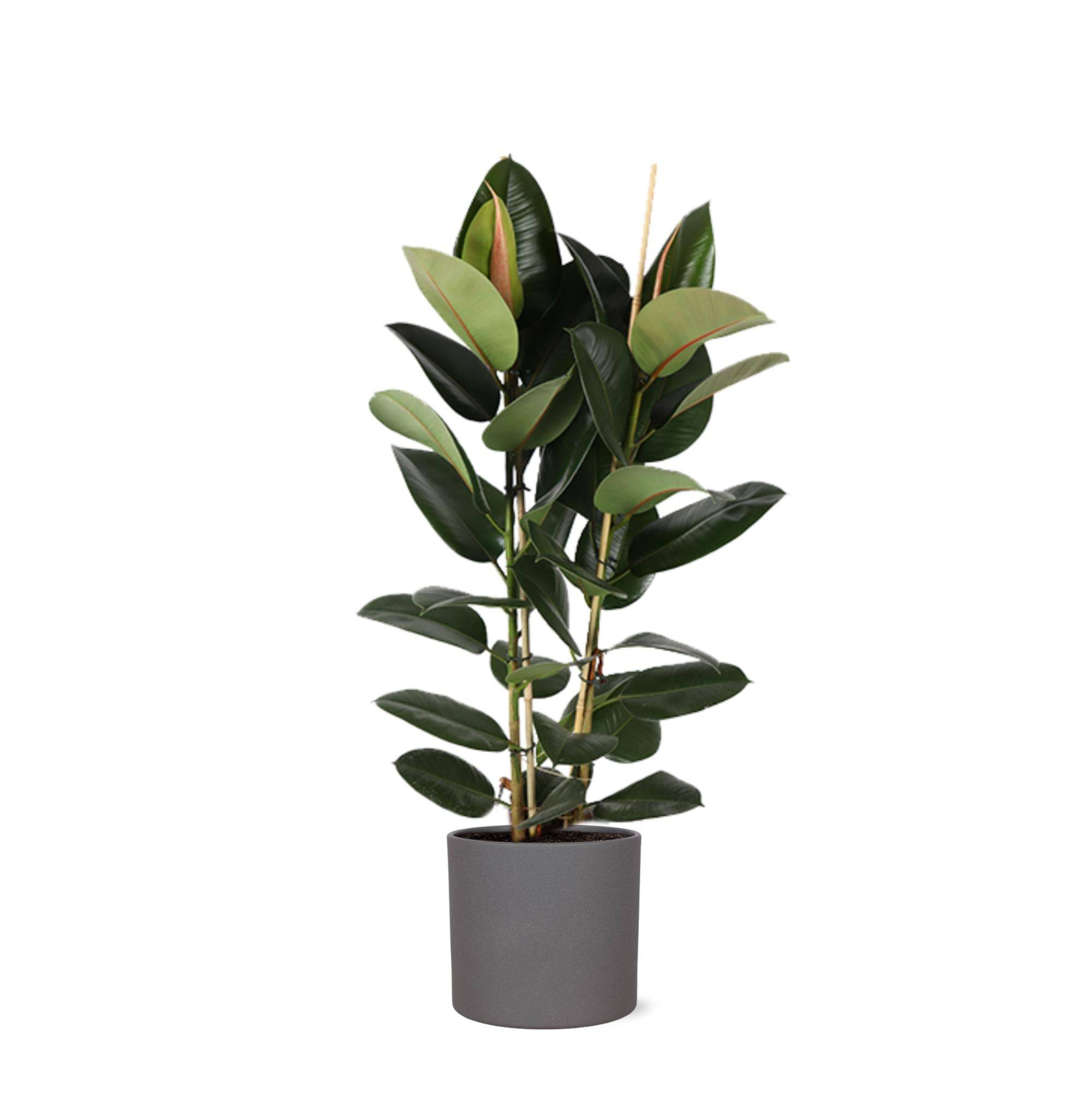 La Green Touch - Ficus Elastica Robusta et son pot- La Green Touch Anthracite - Hauteur 110cm