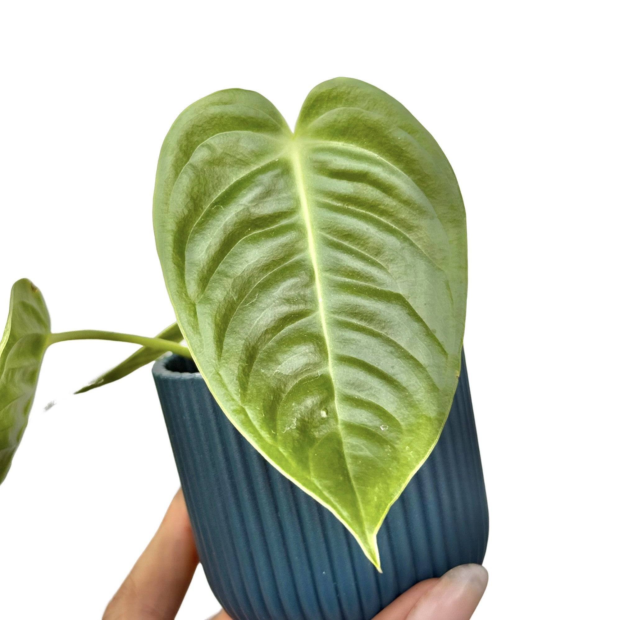 Anthurium Veitchii - Pot de 6cm - Plantes d'intérieur - Image 5