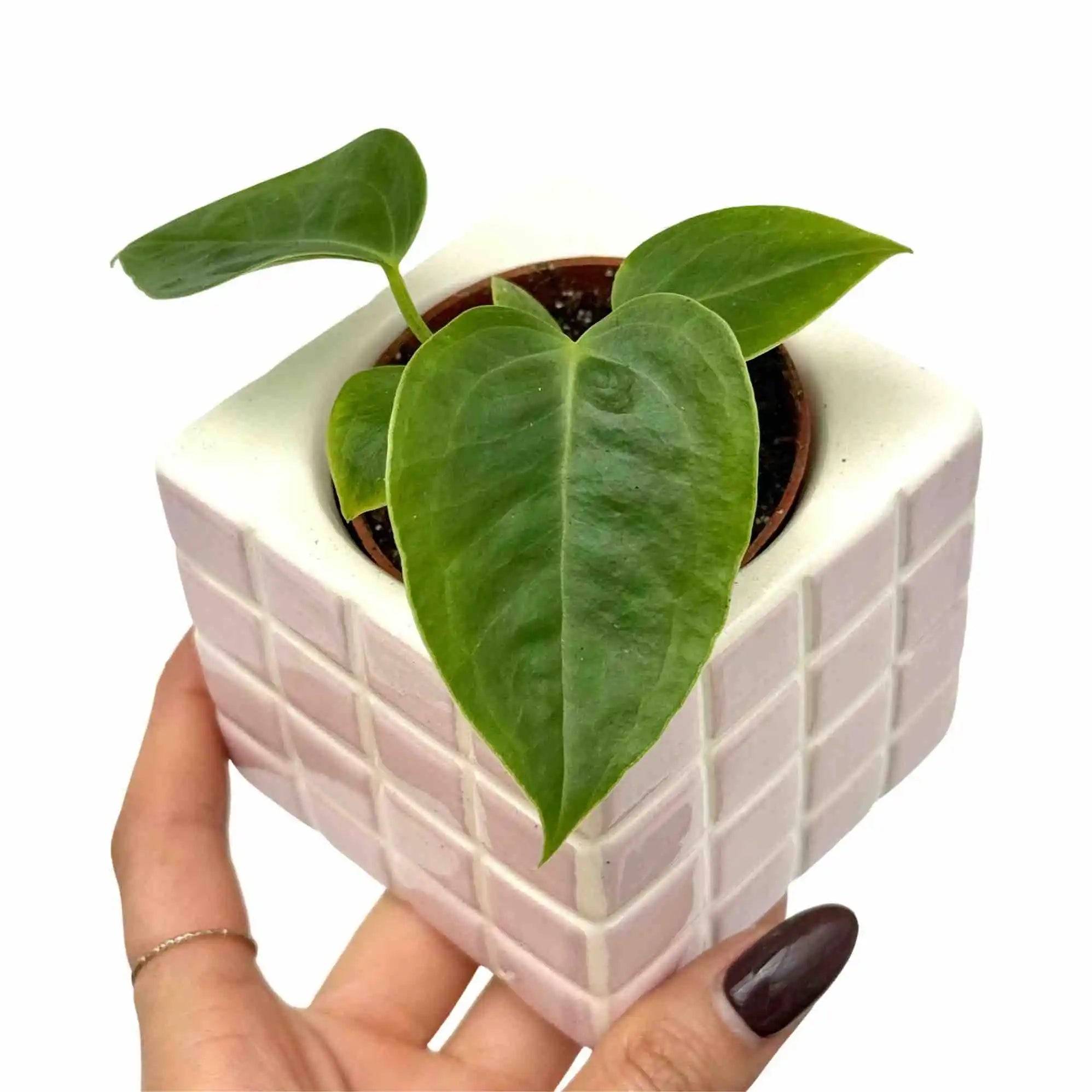 Anthurium Veitchii - Pot de 6cm - Plantes d'intérieur - Image 1