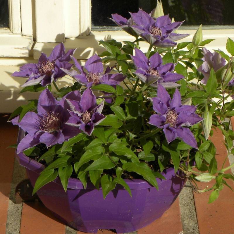 Clématite Bijou™ 'Evipo030' à fleurs Bleue - feuillage Caduc - Pot de 1,5L - Tuteur bambou 30/60 cm-  hauteur à maturité De 0,50 m à 1,00 m - Image 6