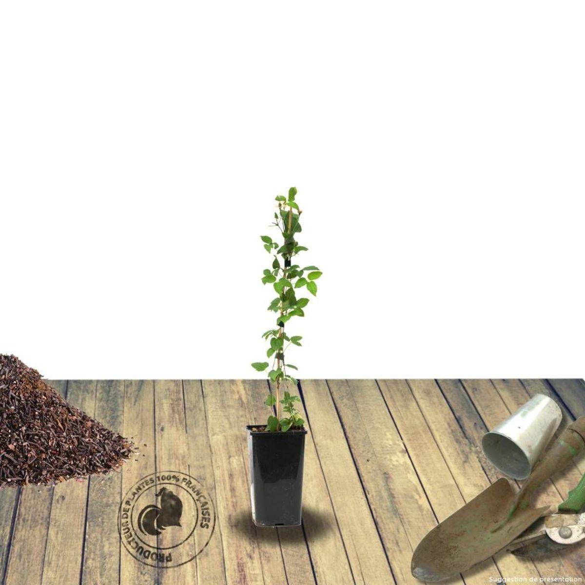 Clématite Bijou™ 'Evipo030' à fleurs Bleue - feuillage Caduc - Pot de 1,5L - Tuteur bambou 30/60 cm-  hauteur à maturité De 0,50 m à 1,00 m - Image 8