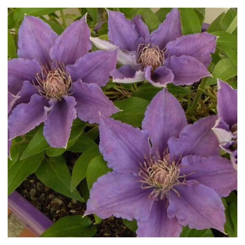 Clématite Bijou™ 'Evipo030' à fleurs Bleue - feuillage Caduc - Pot de 1,5L - Tuteur bambou 30/60 cm-  hauteur à maturité De 0,50 m à 1,00 m - Image 2