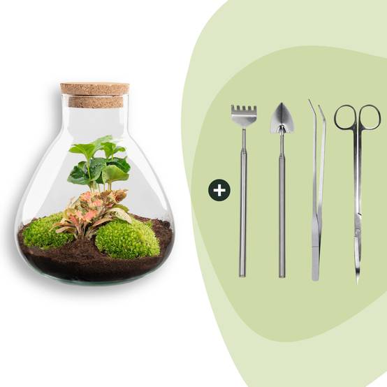 Terrarium à composer bouteille en verre recyclé - Ø22-H26cm - avec kit 4 outils - Terrarium DIY - Image 1