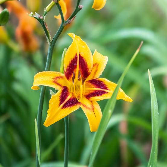 Promesse de Fleurs - Hémérocalle Bonanza - Lis d'un jour Godet de 8/9 cm