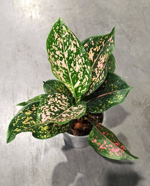 Aglaonema Pink Leopard D. 12cm H. 35cm - Plante d'intérieur - IndoorPoppies - Image 3
